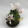 Neofinetia falcata Seikai 青海